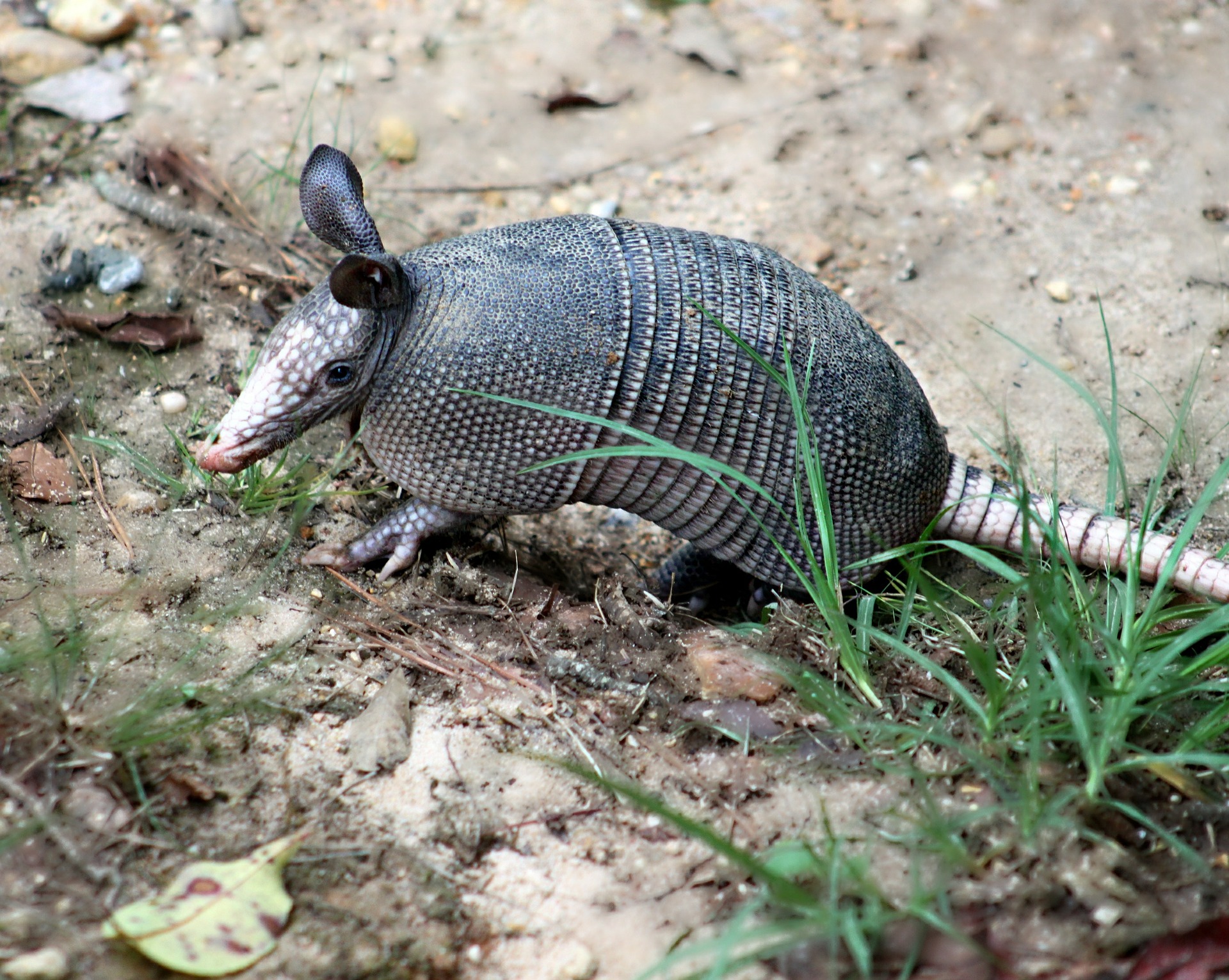 See armadillos and more when you explore the wildlife in Texas